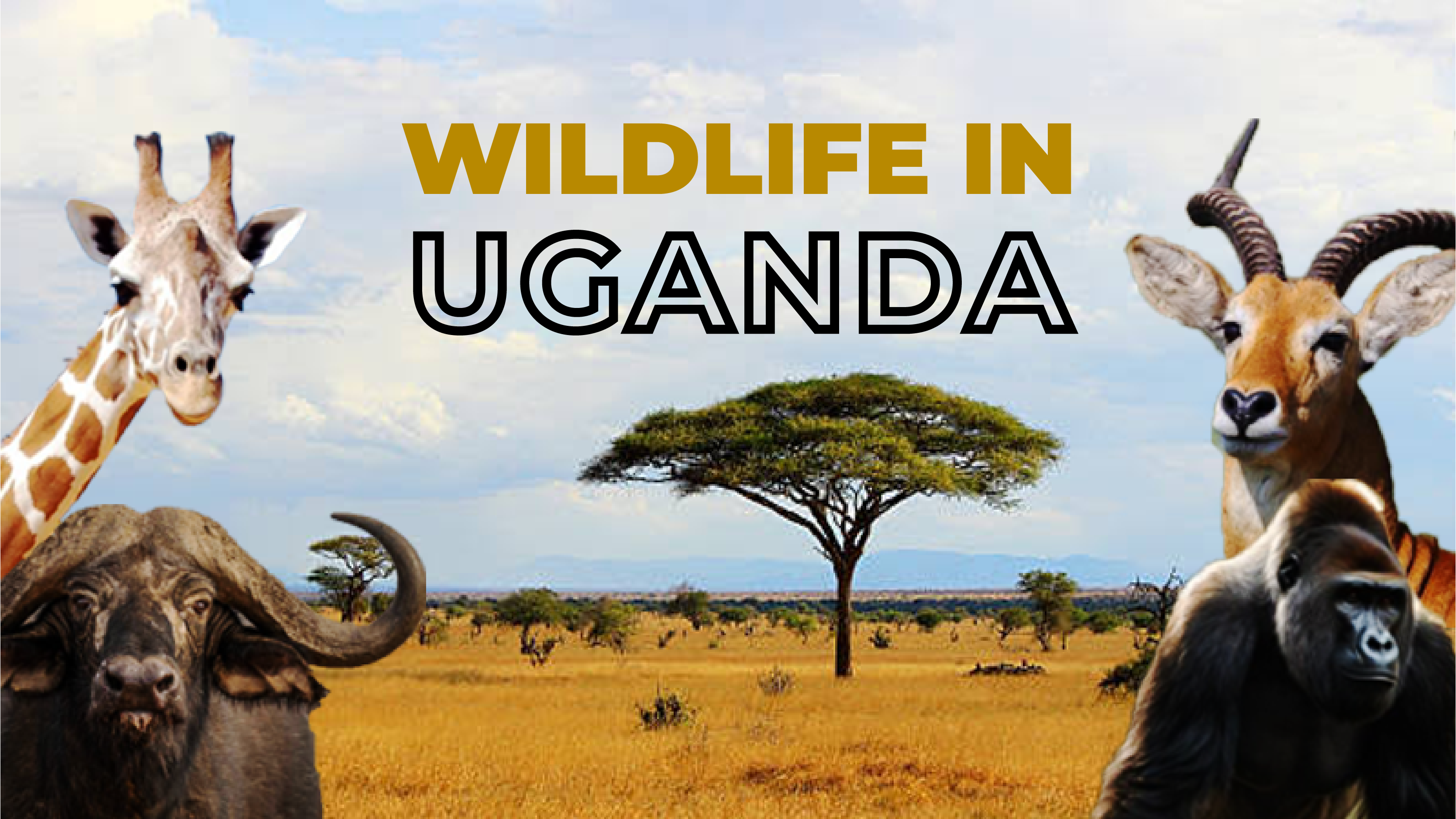 Wildlife in Uganda PART 1